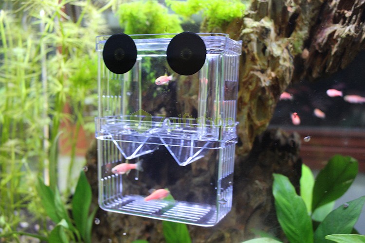 Lồng Dưỡng Cá Con Trong Bể 