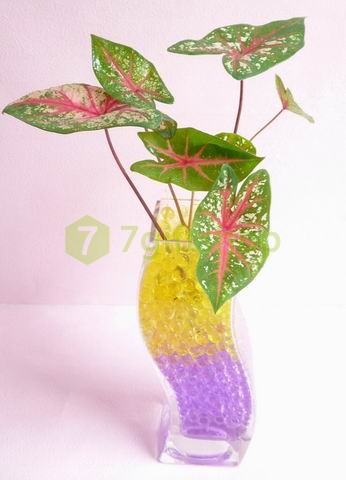 Hạt Vật Chất Cắm Hoa Trong Suốt